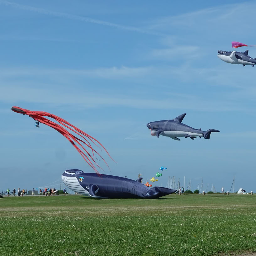 Norddeich Drachenwiese Juni 2025