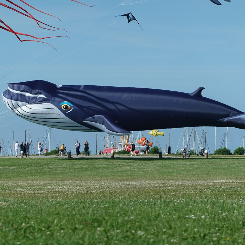 Norddeich Drachenwiese Juni 2025