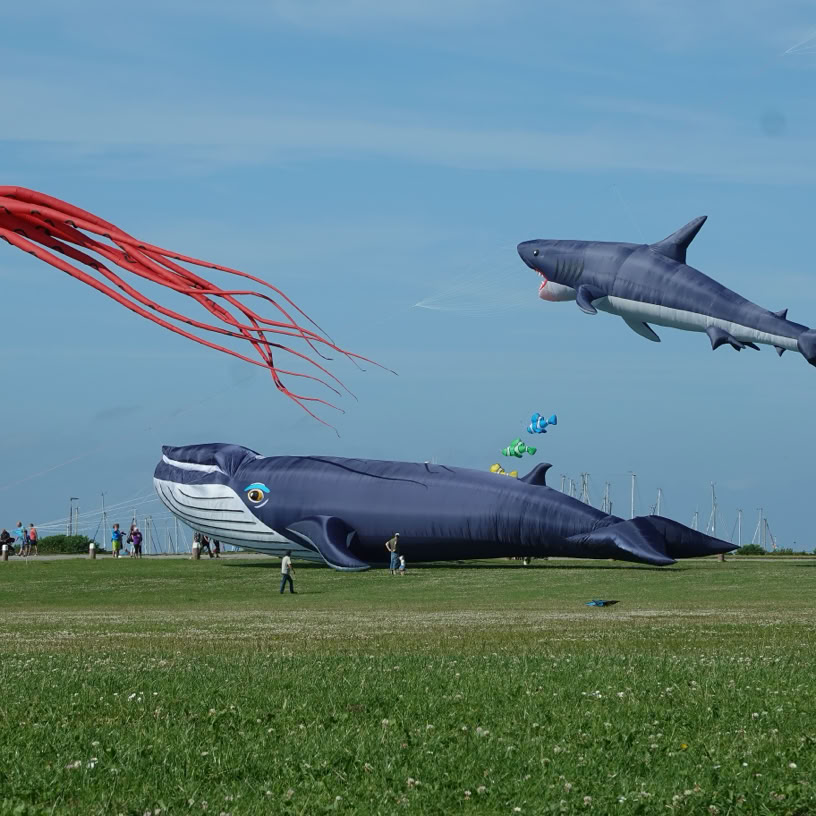 Norddeich Drachenwiese Juni 2025