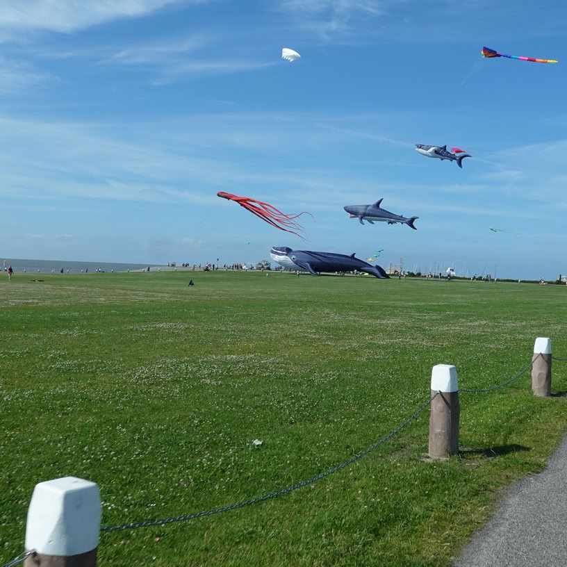 Norddeich Drachenwiese Juni 2025